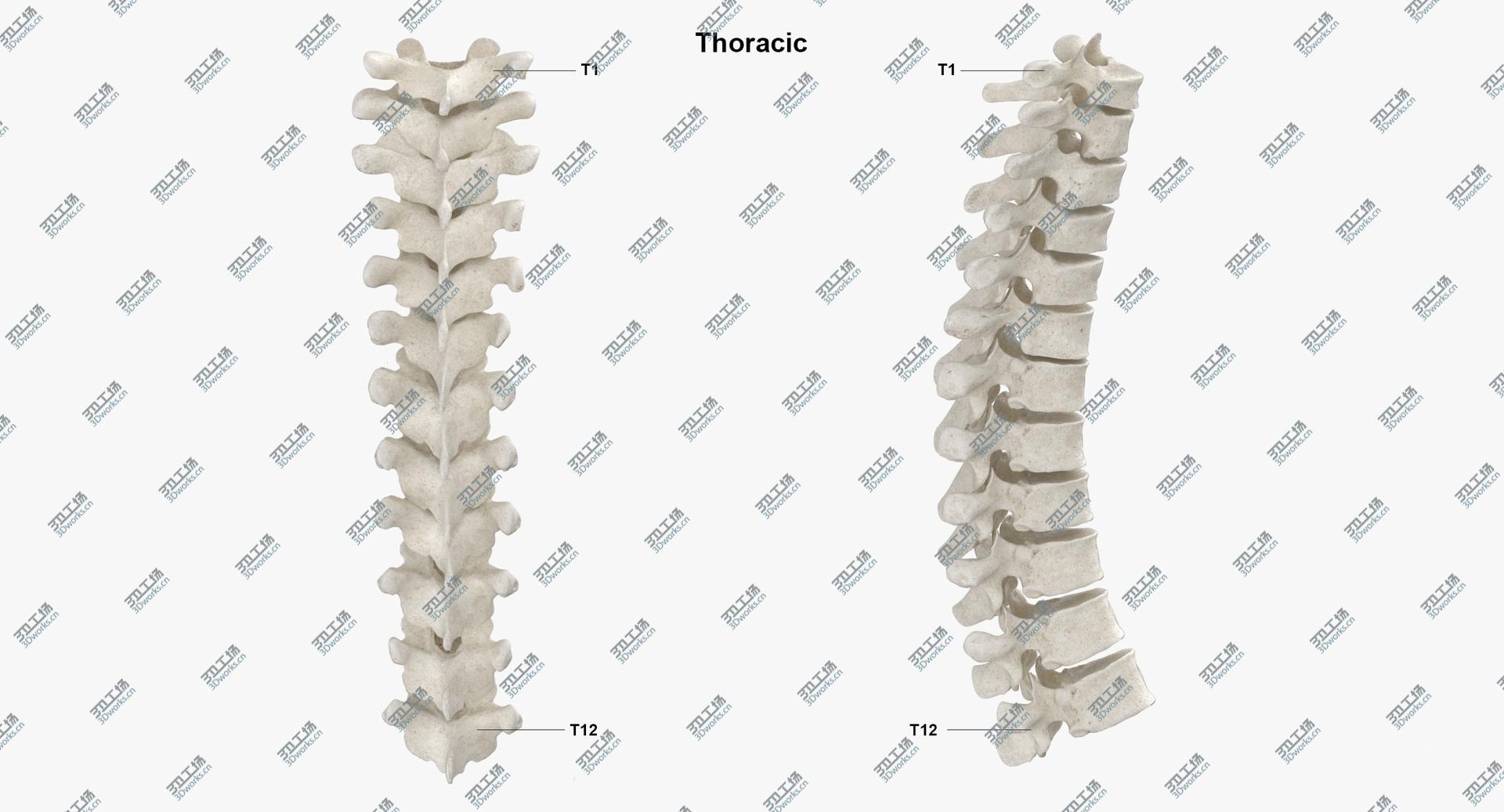 images/goods_img/202104023/Real Human Spine Bones Anatomy White 01 3D model/5.jpg
